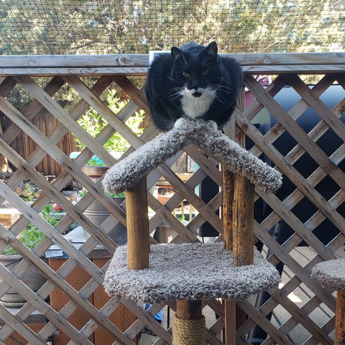 Handmade WTW cat tree in a customer home