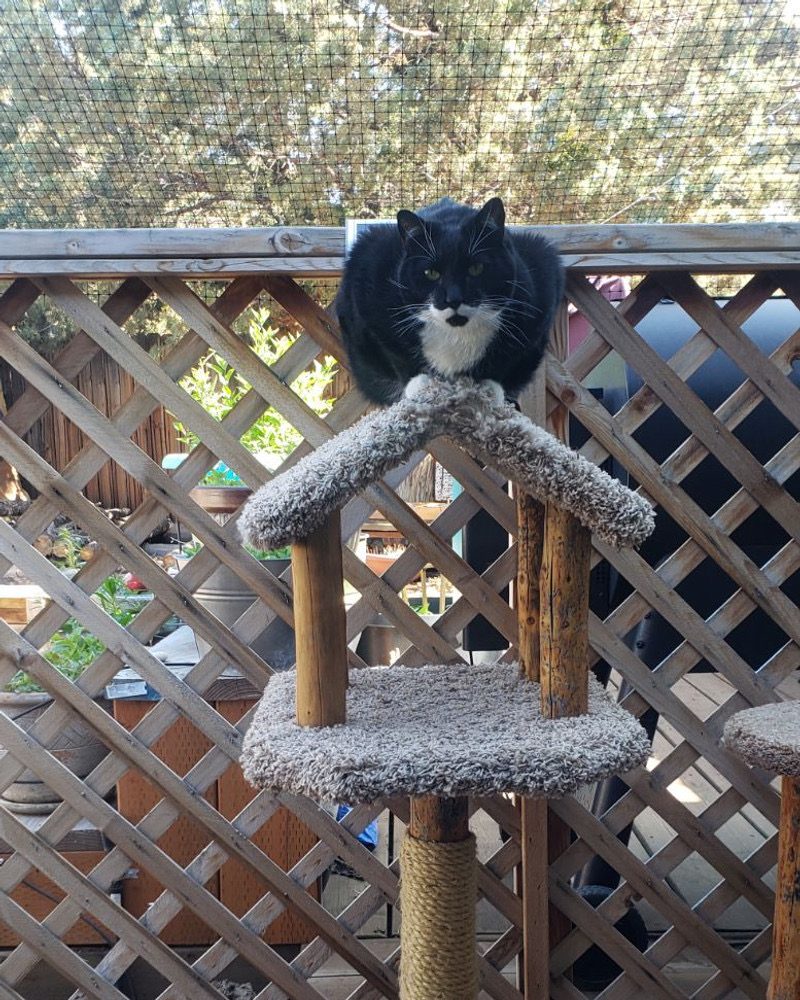 Cat on a WTW tree