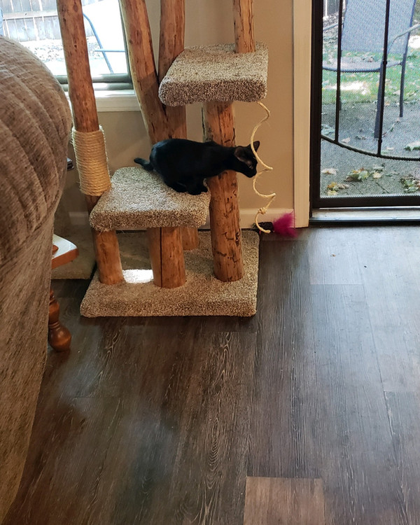 WTW cat tree