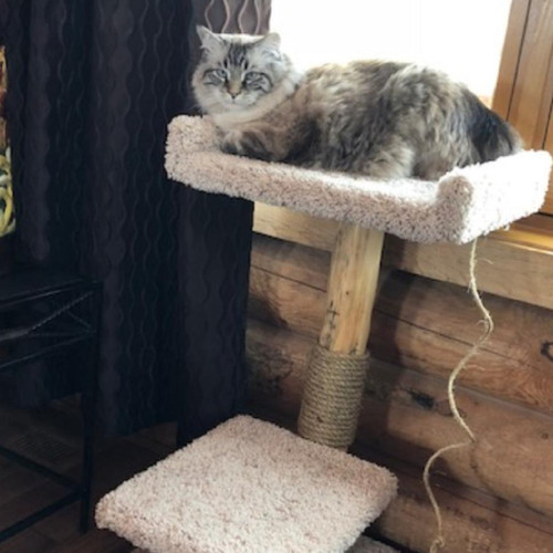 Handmade WTW cat tree in a customer home